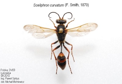 Sceliphron curvatum (F. Smith, 1870)