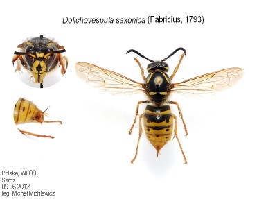 Dolichovespula saxonica (Fabricius, 1793)