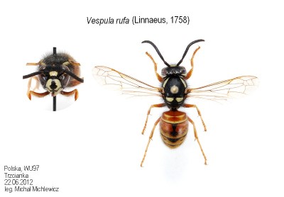 Vespula rufa (Linnaeus 1758)