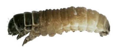larva 1 after.JPG