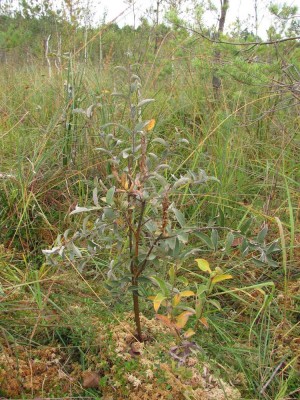 Sądzę że jest to wierzba lapońska Salix lapponum, ale proszę o weryfikację. Nigdy wcześniej nie widziałem tego gatunku
