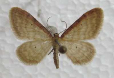 Idaea humiliata, warto zwrócić uwagę na kształt tylnego skrzydła