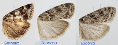 Przedstawiciele rodzajów Scopariinae