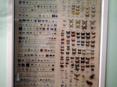 Kolekcja owadów w siedzibie dyrekcji Rezerwatu Khosrov