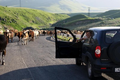 I znów na drodze stado krów!
