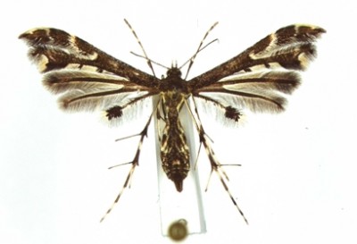 Capperia trichodactyla.jpg