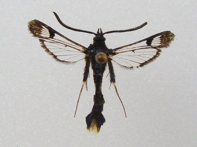 S.andrenaeformis