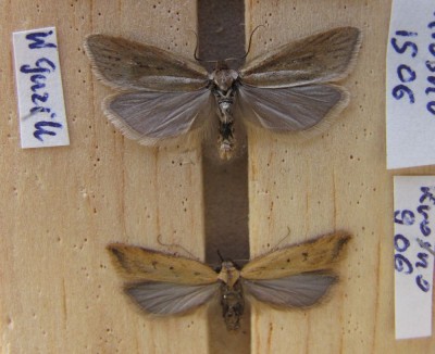 zwójka Eana osseana i prawdopodobnie dosyć rzadki motyl z r-ny Gelechiidae - Mesophleps silacella.<br />Trochę nie pasują mi tylne skrzydła...