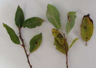 Salix aurita - wierzba uszata - Phyllonorycter hilarella, lub Phyllonorycter salicicolella