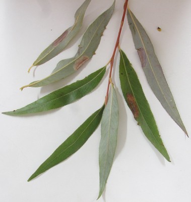 Salix alba - wierzba biała - Phyllonorycter salictella