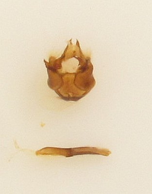 Melitaea britomartis, widok z przodu
