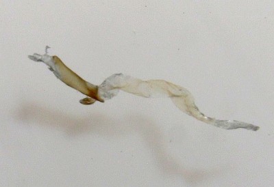 Heliothis adaucta, samiec. Wezyka długa lekko zesklerotyzowana, o pomarszczonej powierzchni,  końcowa część na dość długim odcinku znacznie węższa.