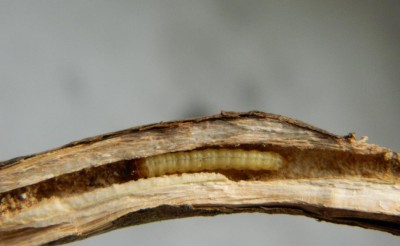 Euzophera cinerosella, gąsienica w łodydze
