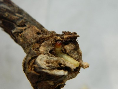 Euzophera cinerosella, gąsienica w nasadzie korzenia
