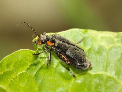 Cantharis obscura 1.JPG