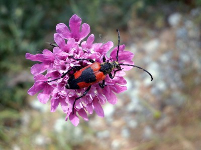 Stictoleptura cordigera - wszędobylski gatunek odwiedzające przeróżne kwiaty