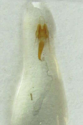 Coleophora silenella