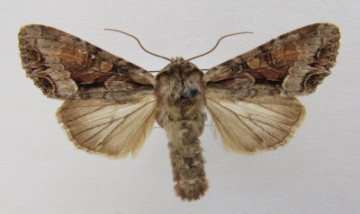 Lacanobia w-latinum