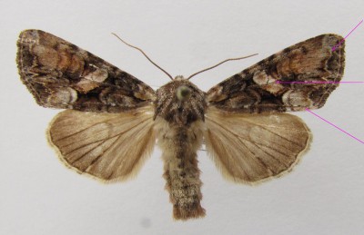 Lacanobia contigua - zaznaczone pole między przepaską zewnętrzną i falistą wyraźnie rozjaśnione w dolnej części skrzydła. Przepaska falista wyraźnie widoczna na całej długości. W środkowej części skrzydła występuje jasna smuga łącząca plamkę okrągłą z jasnym dolnym kątem skrzydła