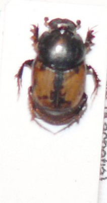 Onthophagus suturellus.JPG