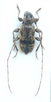Leiopus femoratus okolicae Borjomi.JPG