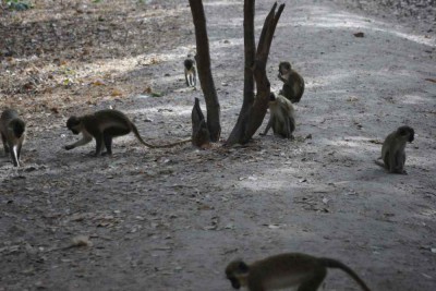 Małpy w Bijilo Park