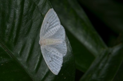 Motyl 19.jpg