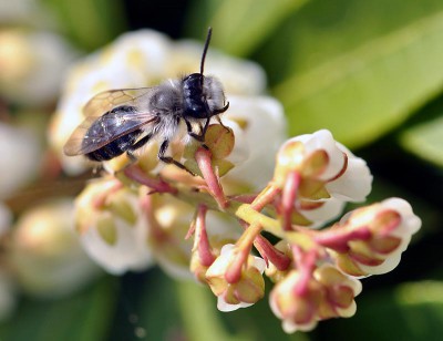 A. pszczółka z białą grzywką