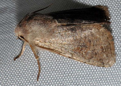 A. Noctuidae sp.